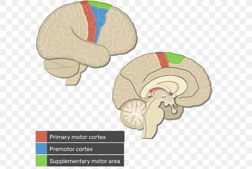 Cerebral Cortex Primary Motor Cortex Visual Cortex Premotor Cortex, PNG, 588x550px, Watercolor, Cartoon, Flower, Frame, Heart Download Free