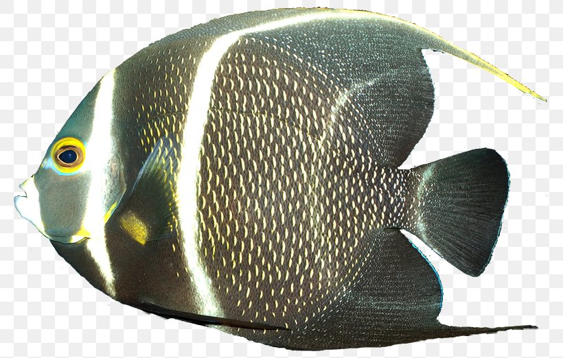 French Angelfish Gray Angelfish Queen Angelfish, PNG, 797x522px, Angelfish, Aquarium, Coral Reef, Emperor Angelfish, Fish Download Free