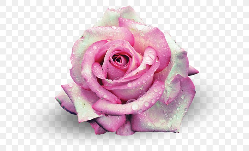 Garden Roses Centifolia Roses Beach Rose Pink Flower, PNG, 800x499px, Garden Roses, Beach Rose, Blue Rose, Centifolia Roses, Cut Flowers Download Free