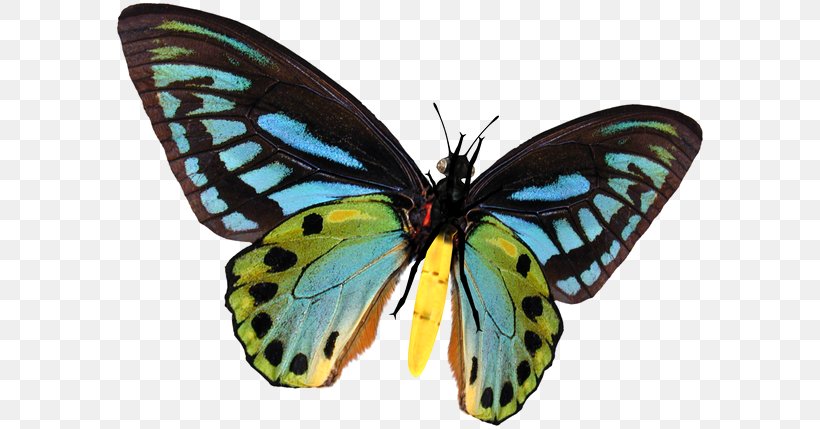 Monarch Butterfly Pieridae Gossamer-winged Butterflies Moth, PNG, 592x429px, Monarch Butterfly, Arthropod, Ascot Tie, Blue, Brush Footed Butterfly Download Free