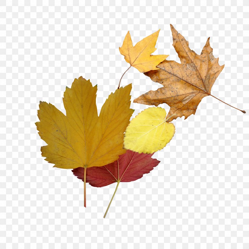 Autumn PicsArt Photo Studio Leaf Image Versos Simples, PNG, 2048x2048px, Autumn, Abscission, Autumn Leaf Color, Drawing, Instagram Download Free