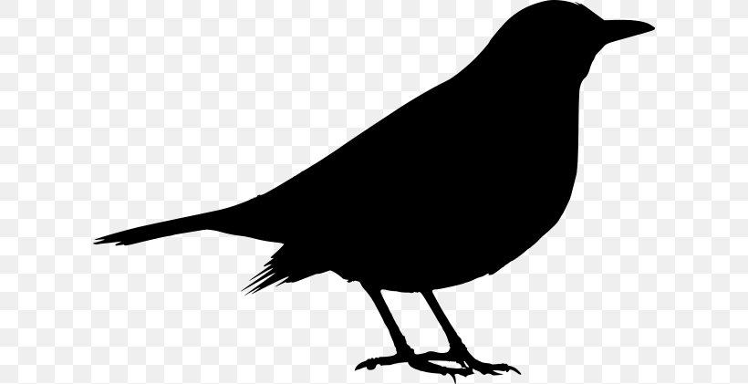 Common Blackbird Clip Art, PNG, 616x421px, Bird, American Crow, Beak, Black And White, Blackbird Download Free
