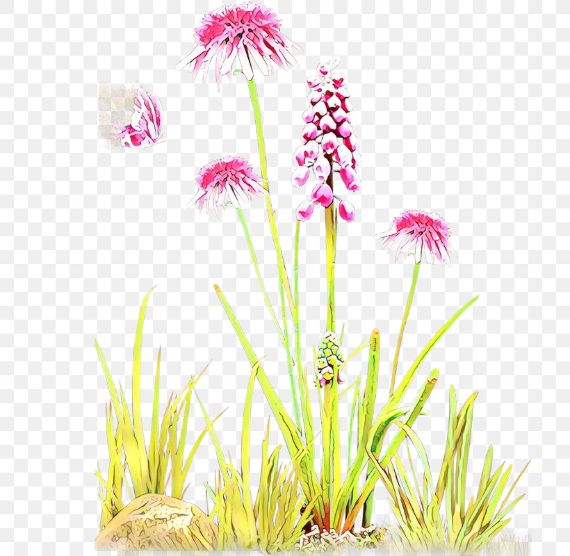 Flowering Plant Flower Plant Aquarium Decor Grass, PNG, 800x800px, Cartoon, Aquarium Decor, Flower, Flowering Plant, Grass Download Free