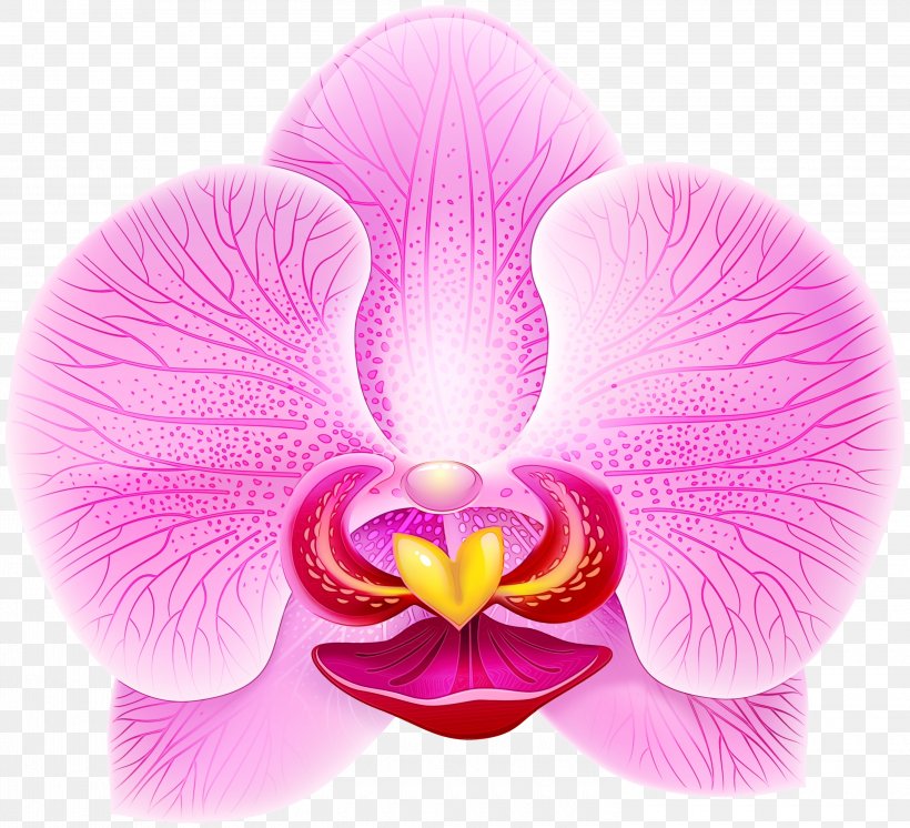 Flowering Plant Petal Flower Moth Orchid Pink, PNG, 3000x2731px, Watercolor, Flower, Flowering Plant, Magenta, Moth Orchid Download Free