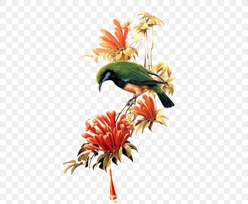 Clip Art Flower Painting Image, PNG, 600x673px, Flower, Beak, Bird, Choix Des Plus Belles Fleurs, Drawing Download Free