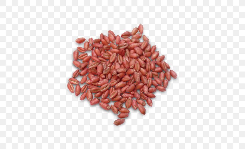 Common Wheat Durum Seed Winter Wheat Soybean, PNG, 500x500px, Common Wheat, Azuki Bean, Cereal, Commodity, Cover Crop Download Free