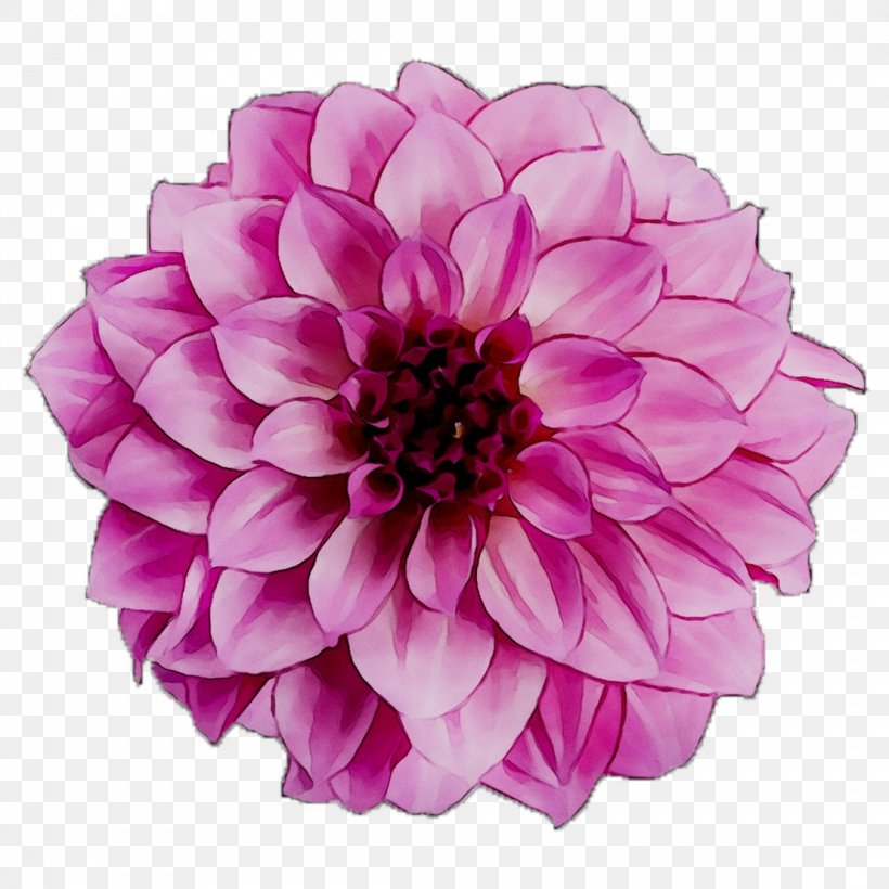 Dahlia Cut Flowers Chrysanthemum Purple Annual Plant, PNG, 1107x1107px, Dahlia, Annual Plant, Artificial Flower, Chrysanthemum, Chrysanths Download Free