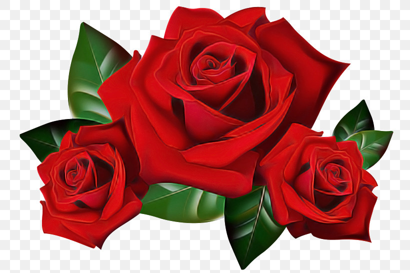 Garden Roses, PNG, 768x546px, Flower, Floribunda, Garden Roses, Hybrid Tea Rose, Petal Download Free