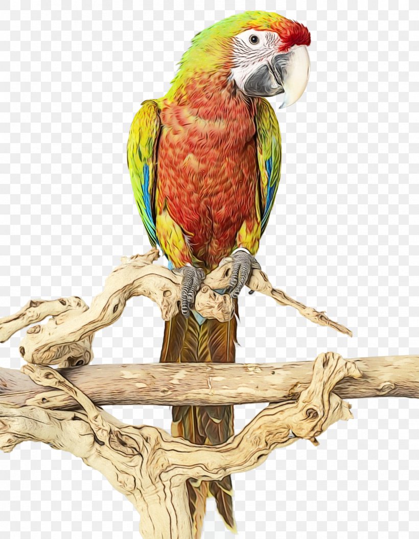 Bird Macaw Parrot Beak Parakeet, PNG, 1492x1920px, Watercolor, Beak, Bird, Bird Supply, Bird Toy Download Free