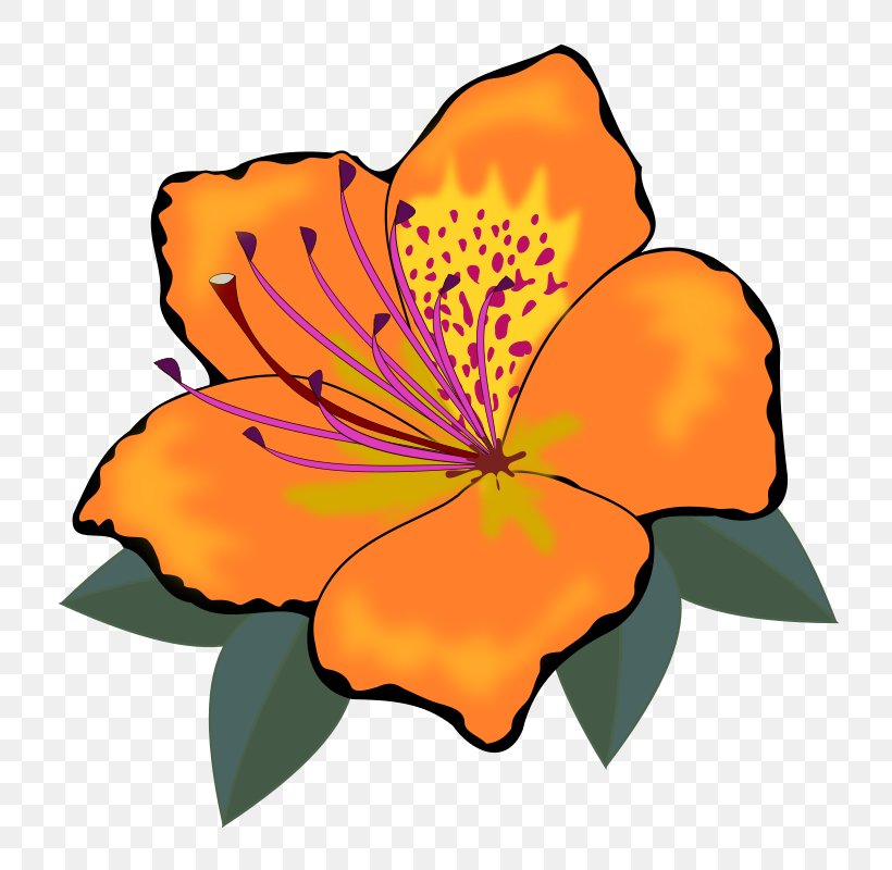 Flower Clip Art, PNG, 800x800px, Flower, Banco De Imagens, Drawing, Flora, Floral Design Download Free