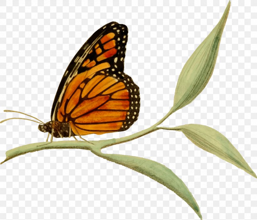 Monarch Butterfly Clip Art, PNG, 1000x857px, Butterfly, Arthropod, Brush Footed Butterfly, Butterflies And Moths, Drawing Download Free