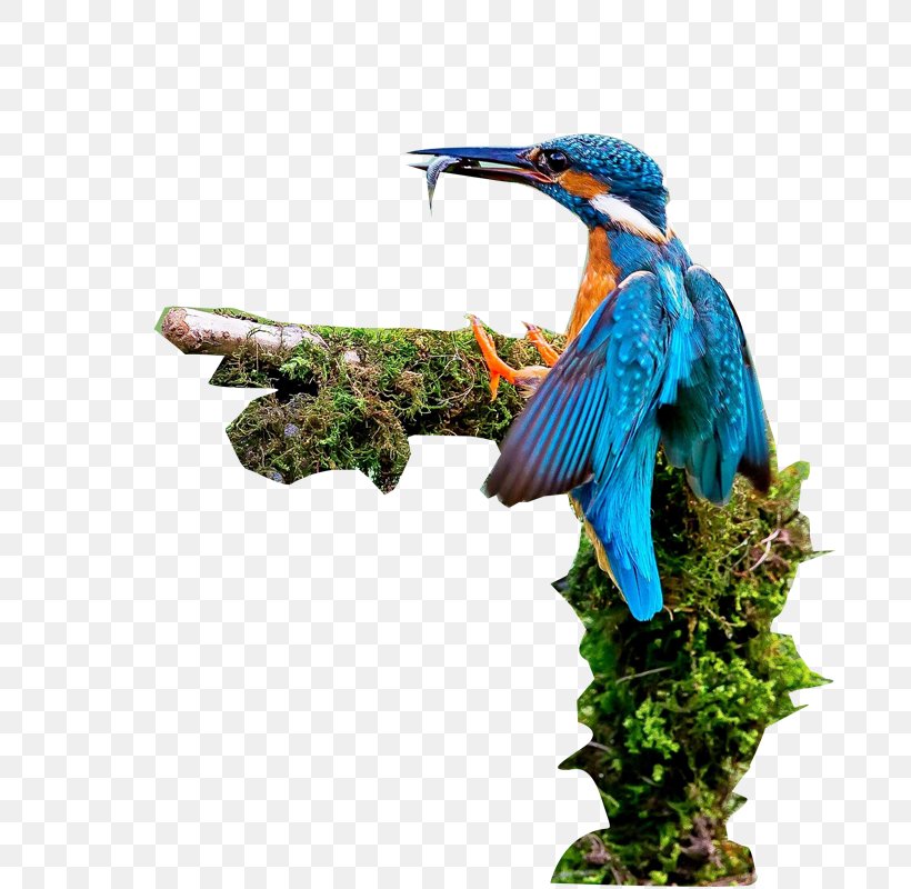 Bird, PNG, 800x800px, Bird, Beak, Blue, Color, Drawing Download Free