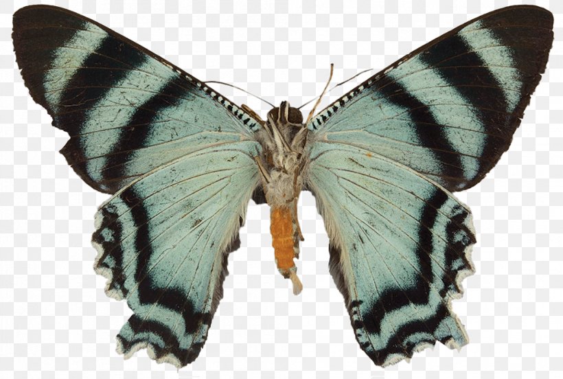 Moth Gossamer-winged Butterflies Butterfly Silkworm Brush-footed Butterflies, PNG, 996x671px, Moth, Arthropod, Bombycidae, Brush Footed Butterfly, Brushfooted Butterflies Download Free