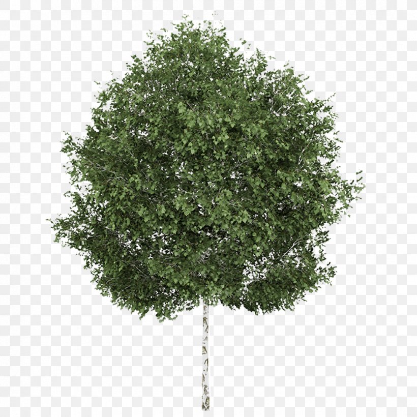 Silver Birch Weeping Willow Betula Alleghaniensis Tree Aspen, PNG, 1080x1080px, 3d Computer Graphics, Silver Birch, Aspen, Autodesk 3ds Max, Betula Alleghaniensis Download Free