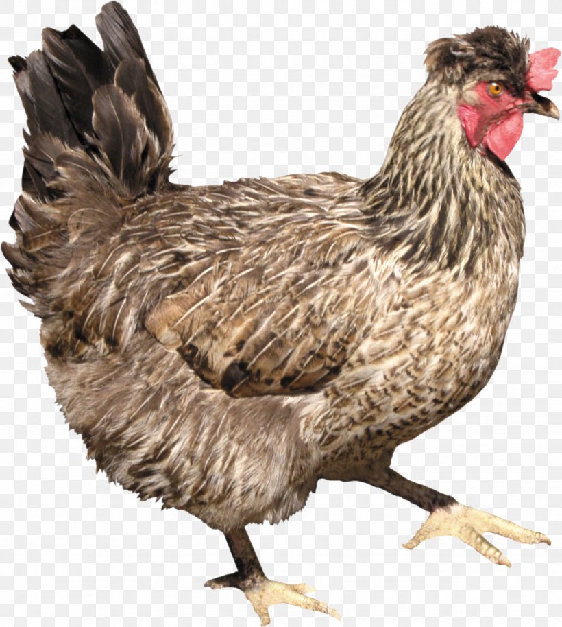 Solid White, PNG, 1849x2061px, Solid White, Beak, Bird, Chicken, Chicken Meat Download Free