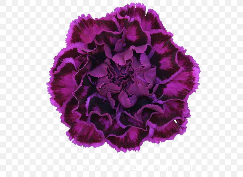 Carnation Cut Flowers Violet Dianthus Chinensis, PNG, 600x600px, Carnation, Arumlily, Color, Cut Flowers, Dianthus Chinensis Download Free
