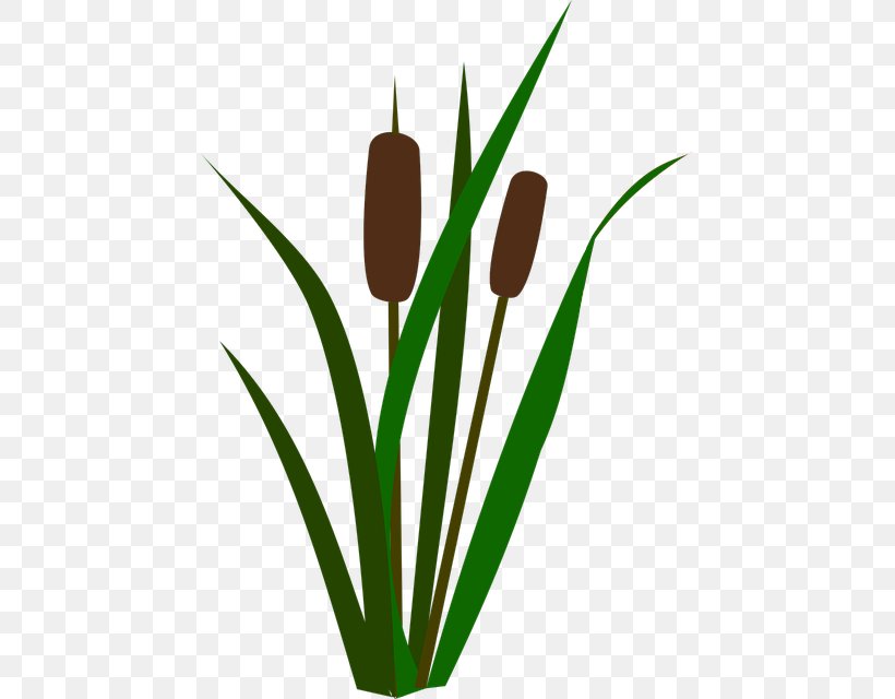 Flower Plant Leaf Tulip Grass, PNG, 451x640px, Flower, Grass, Leaf, Plant, Plant Stem Download Free