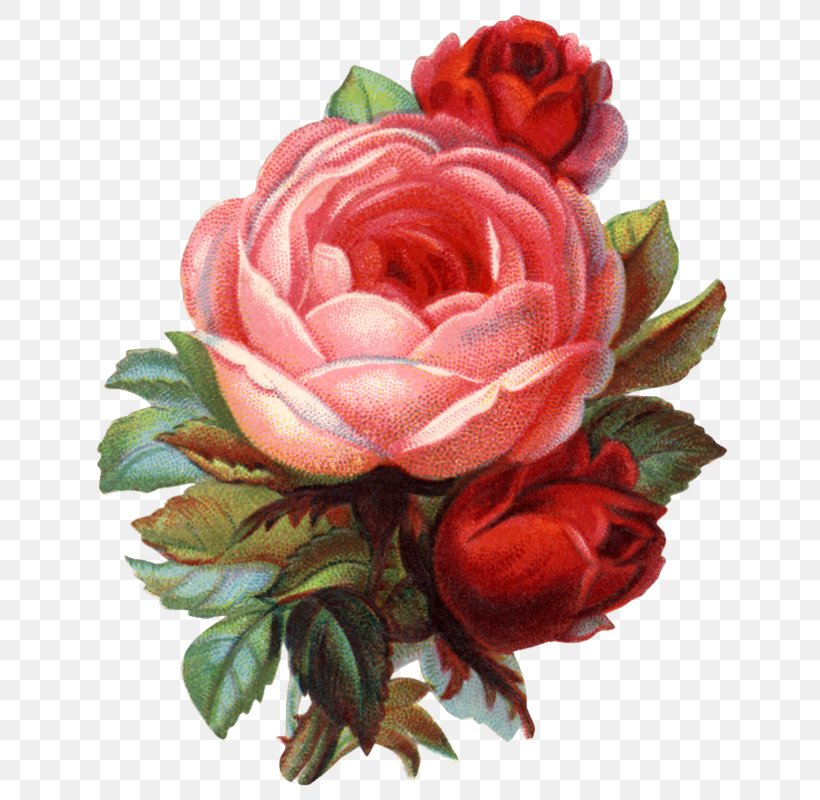 Garden Roses Cabbage Rose Flower Floribunda Floral Design, PNG, 673x800px, Garden Roses, Artificial Flower, Cabbage Rose, Crossstitch, Cut Flowers Download Free