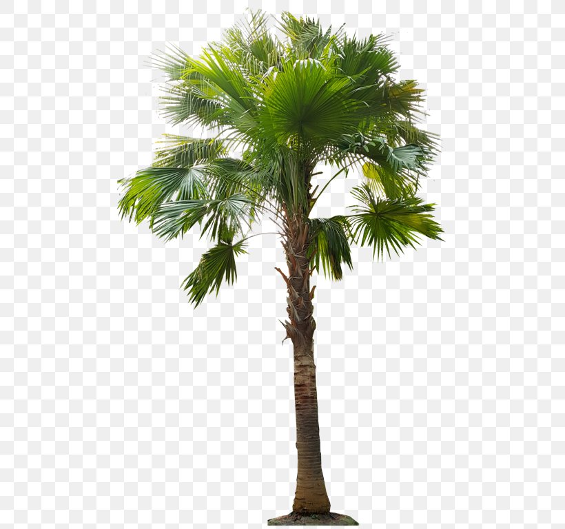 Asian Palmyra Palm Babassu Arecaceae Oil Palms Coconut, PNG, 480x768px, Asian Palmyra Palm, Areca Nut, Areca Palm, Arecaceae, Arecales Download Free