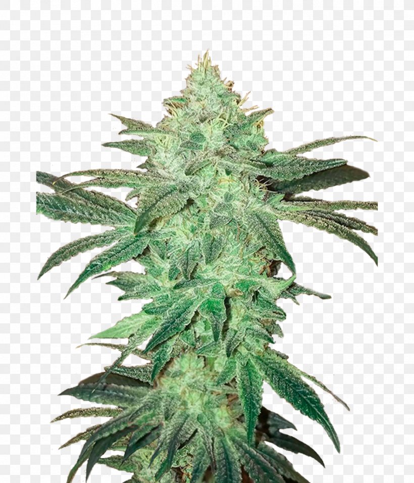 Autoflowering Cannabis Seed Bank Marijuana, PNG, 1371x1600px, Autoflowering Cannabis, Cannabis, Cannabis Sativa, Genetics, Germination Download Free