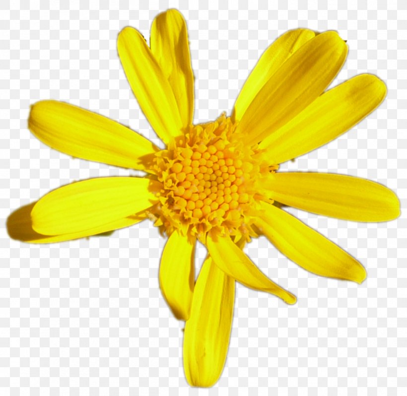 Flower Common Daisy Margarita Euryops Pectinatus, PNG, 1302x1268px, Flower, Chrysanths, Common Daisy, Computer Software, Daisy Download Free