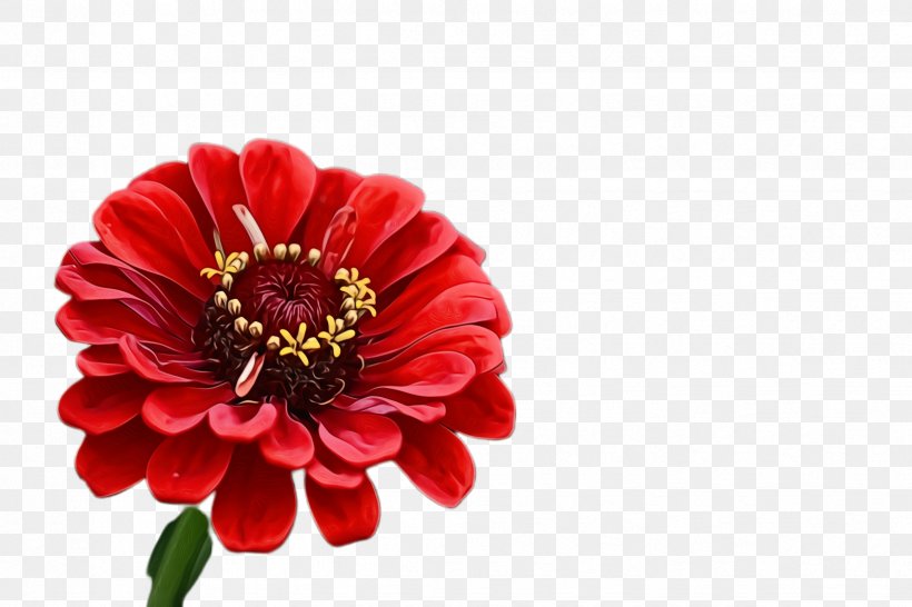 Flower Flowering Plant Petal Plant Zinnia, PNG, 2448x1632px, Watercolor, Barberton Daisy, Common Zinnia, Cut Flowers, Flower Download Free