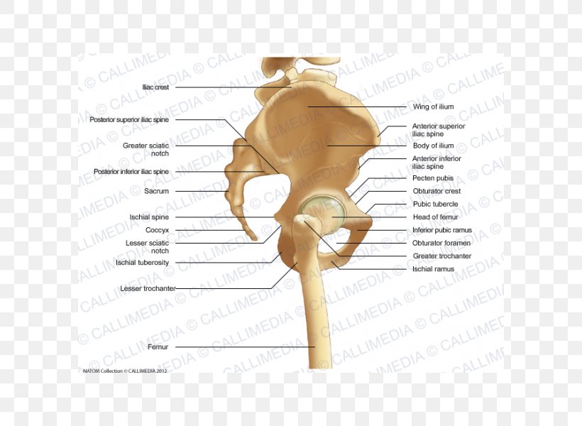 Pelvis Human Skeleton Human Anatomy Bone, PNG, 600x600px, Watercolor, Cartoon, Flower, Frame, Heart Download Free