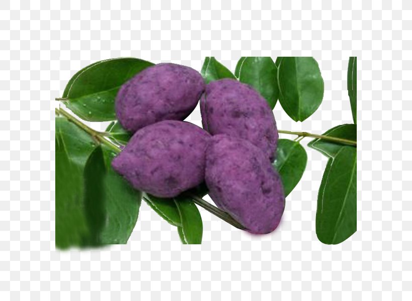 Purple Mulberry Dioscorea Alata Red Cabbage, PNG, 600x600px, Purple, Dioscorea Alata, Food, Fruit, Google Images Download Free