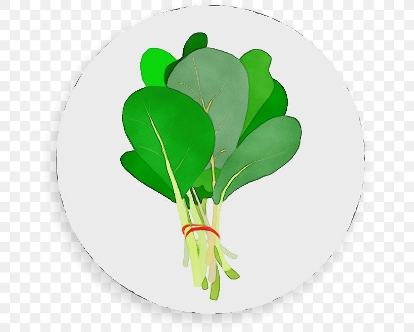 Radish Green Flower Leaf Plant, PNG, 657x658px, Watercolor, Anthurium, Flower, Green, Leaf Download Free