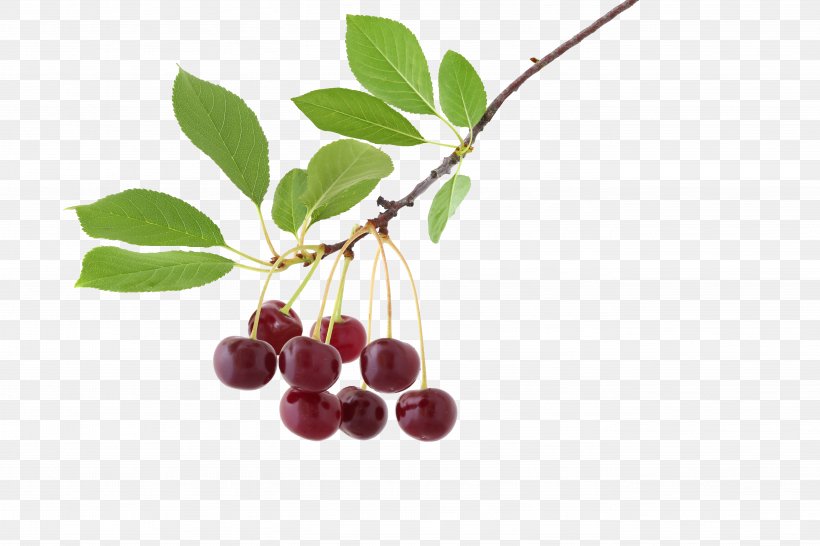 Chokeberry Tree Nut Allergy Gluten-free Diet Paleolithic Diet, PNG, 5472x3648px, Chokeberry, Allergen, Allergy, Berry, Branch Download Free