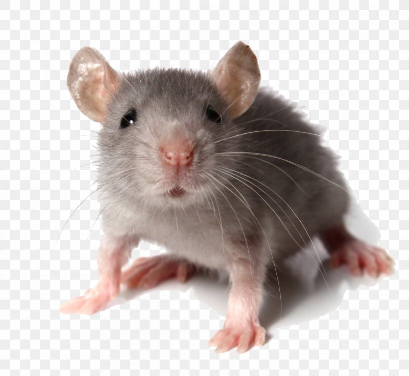 Computer Mouse Rodent Rat Fancy Mouse Pest, PNG, 1200x1102px, Computer Mouse, Dormouse, Fancy Mouse, Fauna, Gerbil Download Free