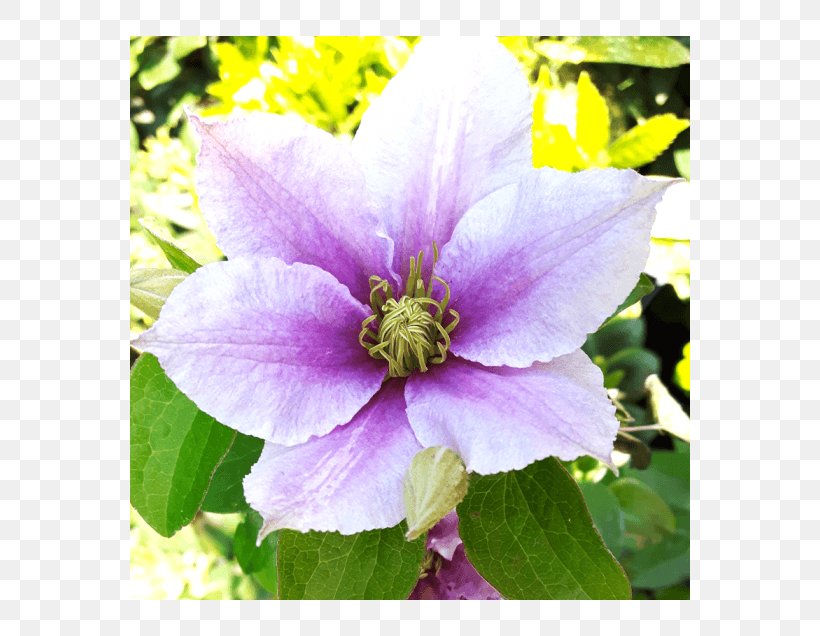 Leather Flower Perennial Plant Annual Plant Petal, PNG, 560x636px, Leather Flower, Annual Plant, Catalog, Clematis, Color Download Free