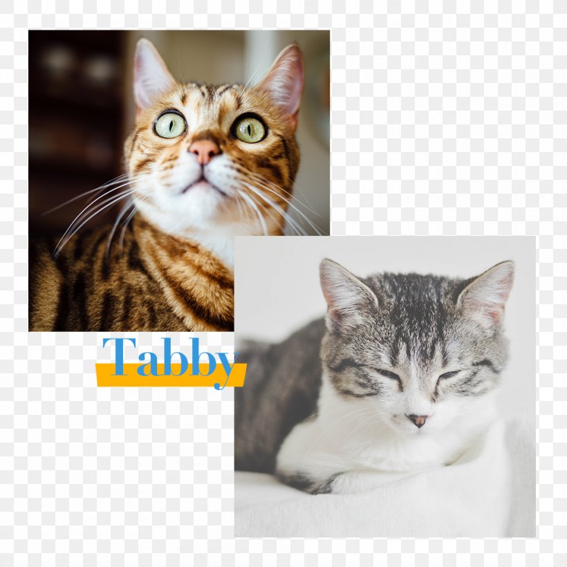 Tabby Cat Cat Behavior Leafpool Pet, PNG, 1000x1000px, Cat, American Shorthair, American Wirehair, California Spangled, Carnivoran Download Free