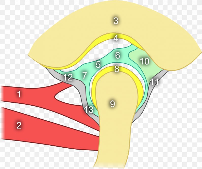Temporomandibular Joint Anatomy Mandible Temporal Bone, PNG, 1219x1024px, Temporomandibular Joint, Anatomy, Bone, Dentistry, Joint Download Free