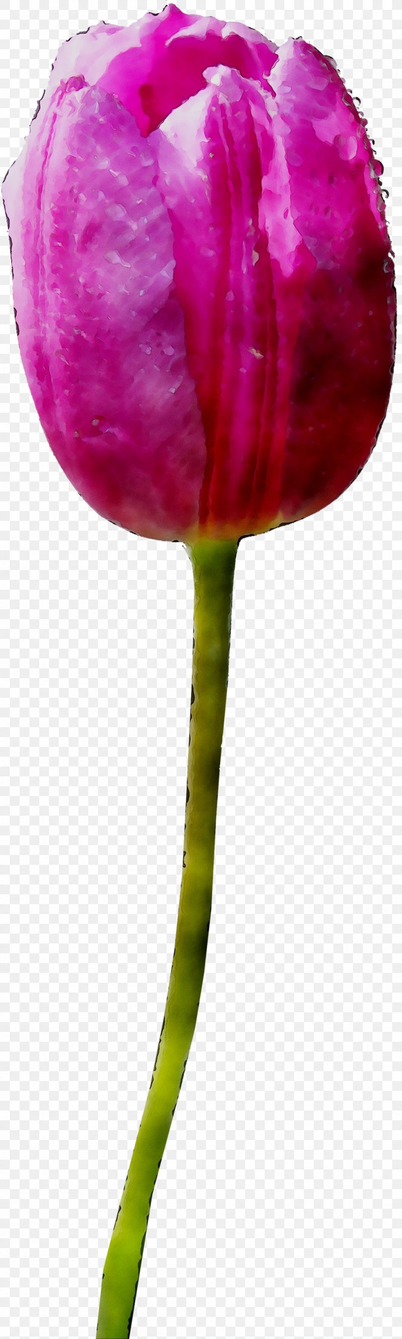 Tulip Plant Stem Cut Flowers Petal, PNG, 999x3320px, Tulip, Botany, Bud, Closeup, Cut Flowers Download Free
