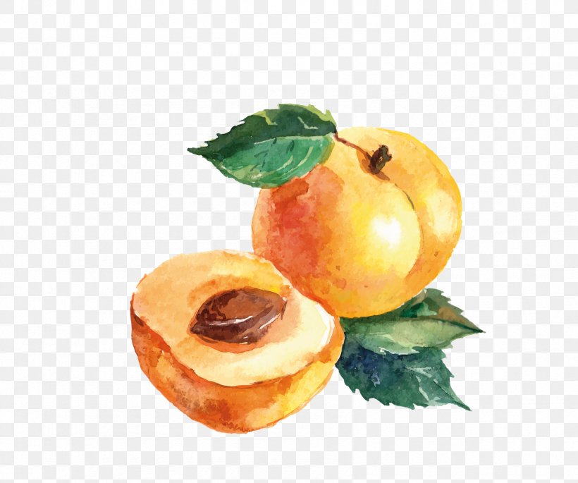 Vector Graphics Watercolor Painting Fruit Drawing Illustration, PNG, 1694x1416px, Watercolor Painting, Apricot, Drawing, European Plum, Food Download Free