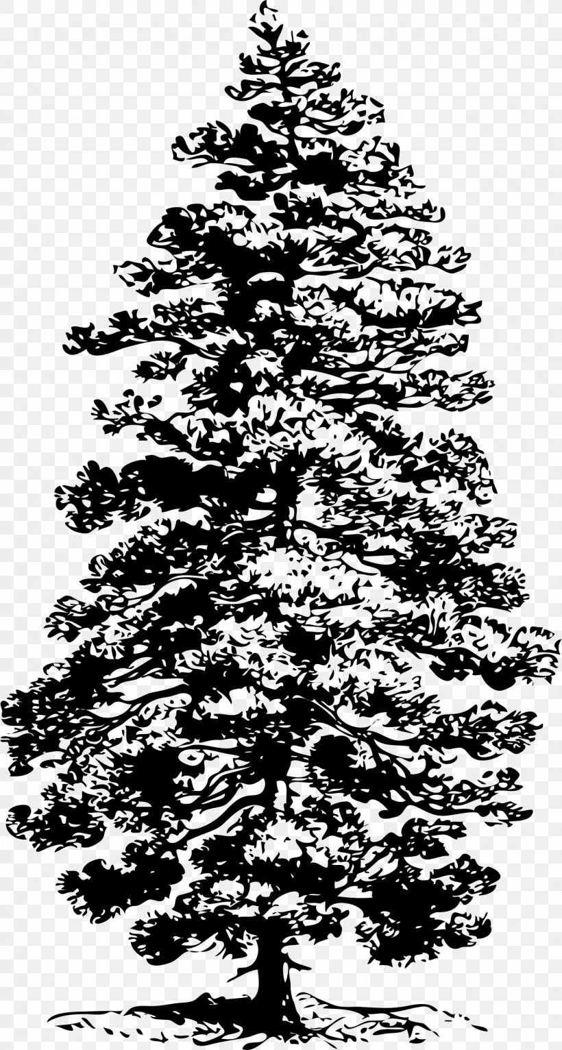 Eastern White Pine Tree Clip Art, PNG, 1284x2400px, Pine, Art, Black And White, Branch, Christmas Decoration Download Free
