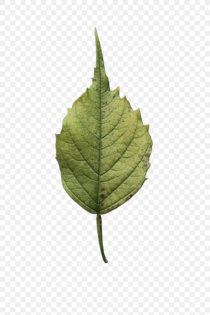 Oak Tree Leaf, PNG, 2304x3456px, Watercolor, Alder, Anthurium, Birch, Branch Download Free