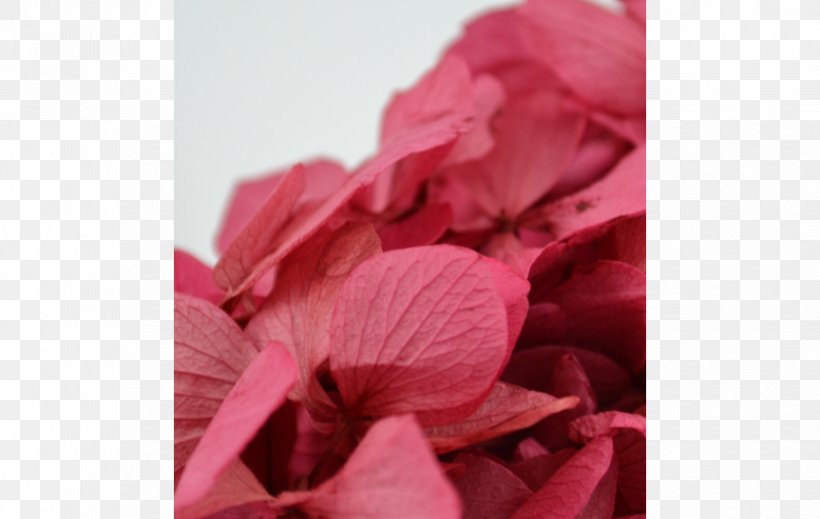 Close-up, PNG, 863x547px, Closeup, Flower, Magenta, Petal, Pink Download Free