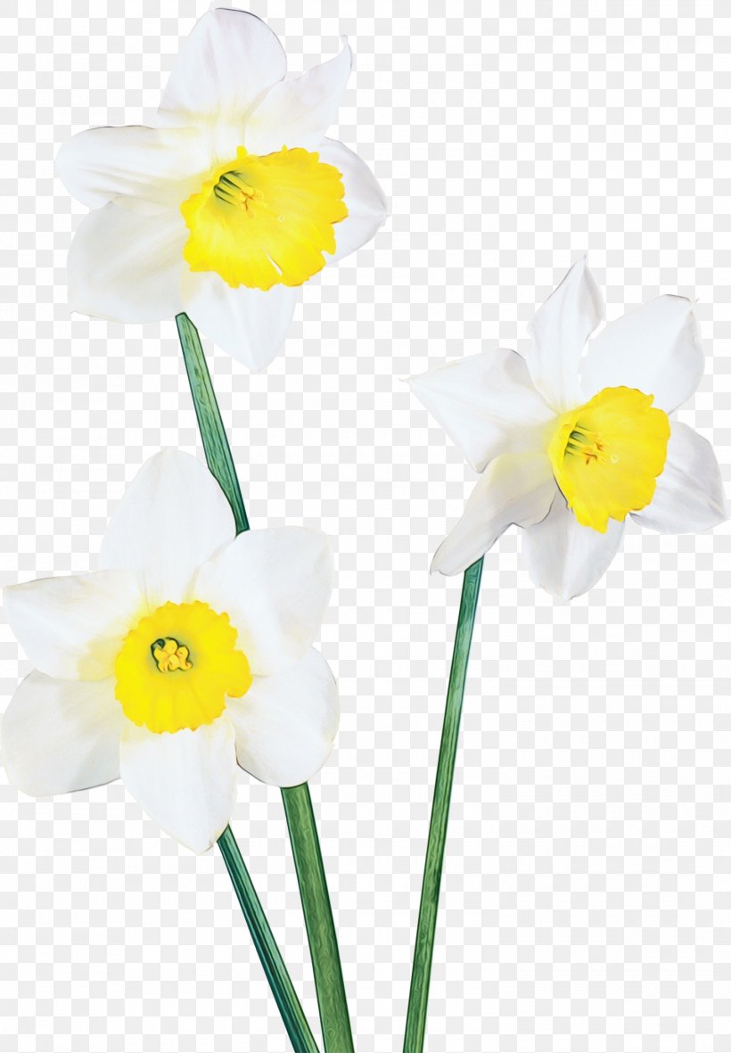 Flower Flowering Plant Yellow Narcissus Petal, PNG, 1500x2162px, Watercolor, Amaryllis Family, Cut Flowers, Flower, Flowering Plant Download Free