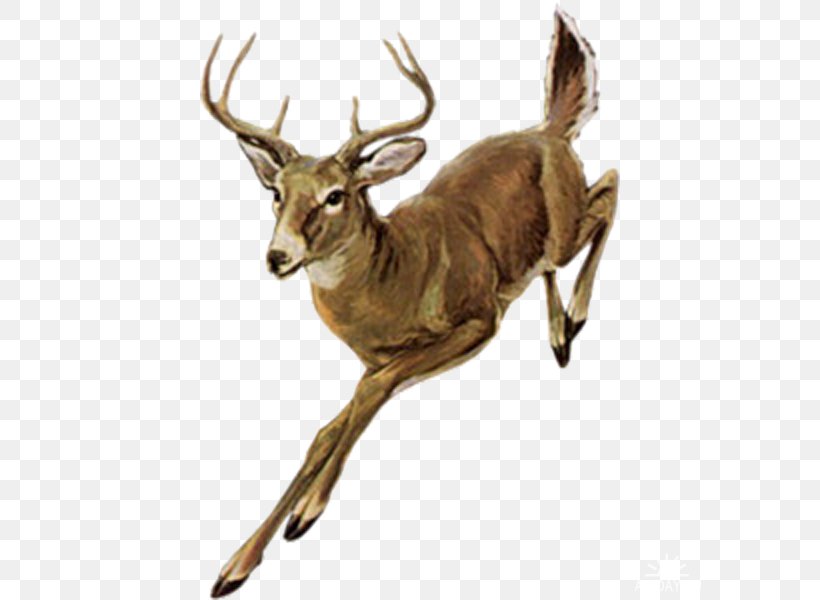 Roe Deer White-tailed Deer, PNG, 600x600px, Deer, Animal, Antelope, Antler, Blog Download Free