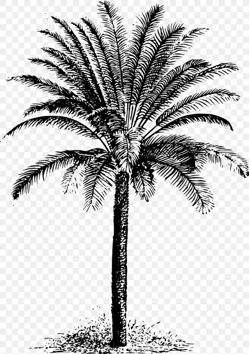 Arecaceae Cycad Evergreen Date Palm Clip Art, PNG, 902x1280px, Arecaceae, Arecales, Attalea Speciosa, Black And White, Borassus Flabellifer Download Free