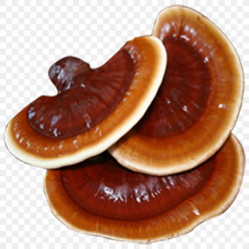Lingzhi Mushroom Fungus Disease Health Food, PNG, 900x900px, Lingzhi Mushroom, Cancer, Cardiovascular Disease, Diabetes Mellitus, Disease Download Free