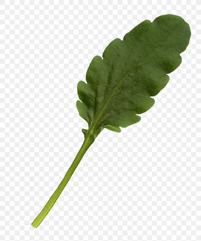 Leaf Vegetable Plant Stem, PNG, 1500x1800px, Leaf, Branch, Chard, Designer, Herb Download Free