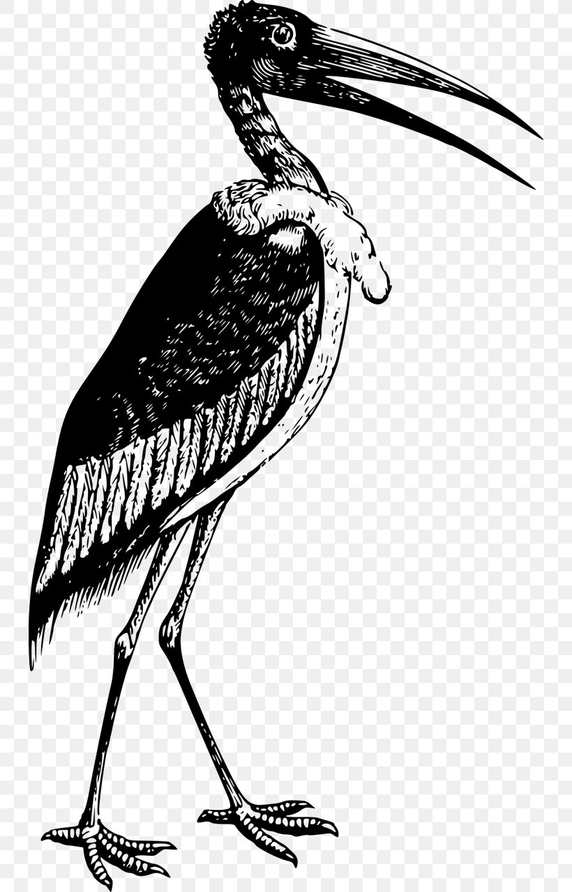 Marabou Stork Bird Pelecaniformes Clip Art, PNG, 738x1280px, Marabou Stork, Adjutant, Beak, Bird, Black And White Download Free