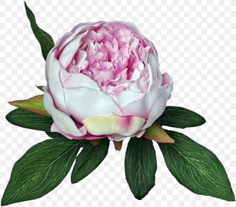 Peony Cabbage Rose Cut Flowers, PNG, 1200x1057px, Peony, Cabbage Rose, Cut Flowers, Flower, Flowering Plant Download Free