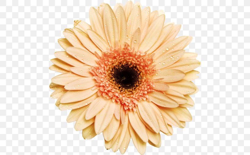 Transvaal Daisy Clip Art, PNG, 500x509px, Transvaal Daisy, Chrysanthemum, Chrysanths, Cut Flowers, Daisy Download Free