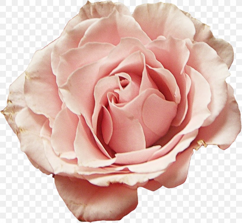 Garden Roses Cabbage Rose Floribunda Flower Petal, PNG, 1050x967px, 2017, Garden Roses, Cabbage Rose, Close Up, Cut Flowers Download Free