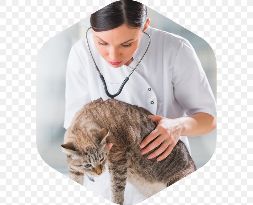 Landing Page Domestic Short-haired Cat Clinic Medicine, PNG, 585x666px, Landing Page, Cat, Cat Like Mammal, Clinic, Diarrhea Download Free