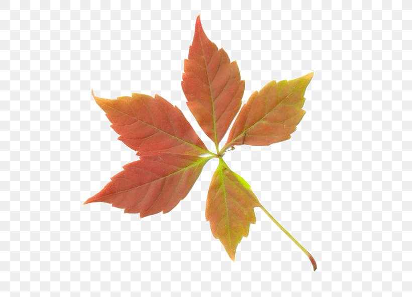 Maple Leaf Autumn Deciduous, PNG, 591x591px, Leaf, Autumn, Autumn Leaf Color, Branch, Deciduous Download Free